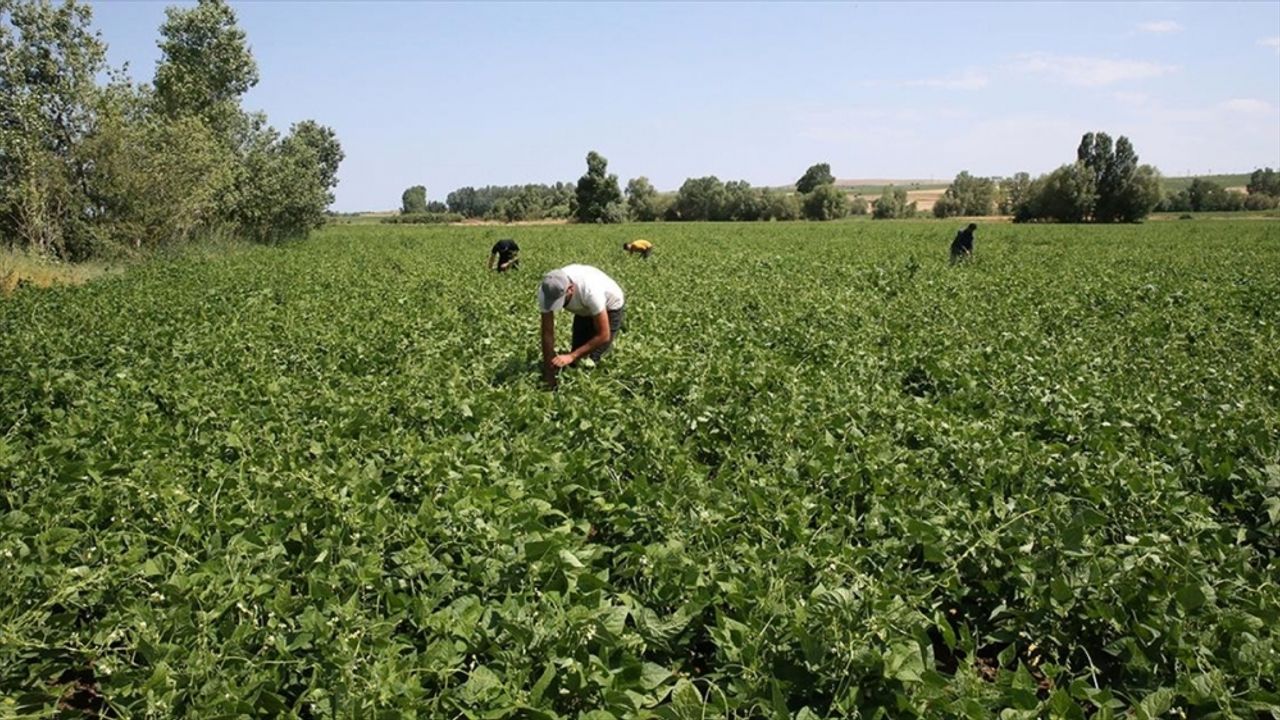 Bitlis'te atıl durumdaki 40 bin dekar alandan 16 bin 500 dekarı üretime kazandırıldı