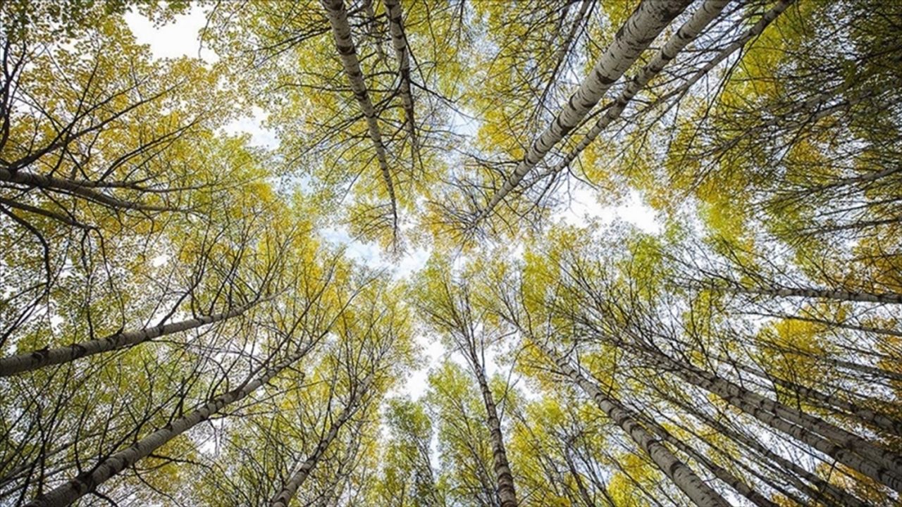 Ormanlar atmosferdeki karbon emisyonunu azaltmada önemli rol oynuyor
