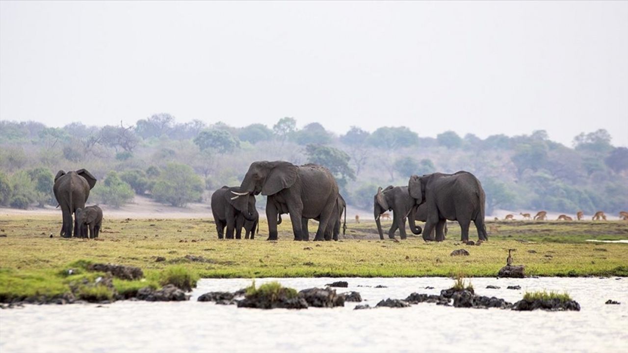 Afrika'nın fil cenneti: Chobe Ulusal Parkı