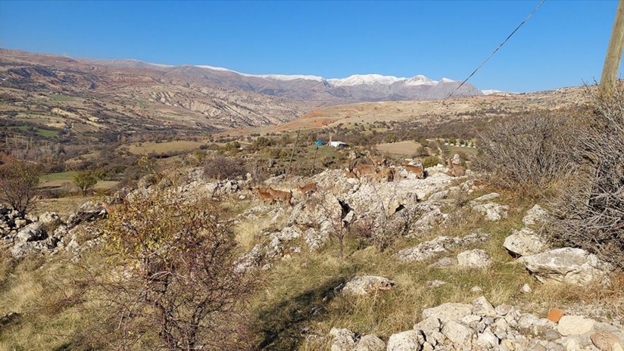 Tunceli'de koruma altındaki yaban keçileri yerleşim yerine indi