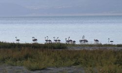 Burdur Gölü'nde beslenen flamingolar görüntülendi
