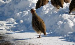 Erzurum'da çil keklikler karlar üzerinde yiyecek ararken görüntülendi