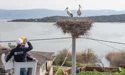 Bursa'da "Leylek Köyü"ndeki yuvalarda bahar temizliği