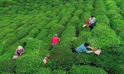 Çay üreticilerine 363,6 milyon lira destek ödemesi bugün yapılacak