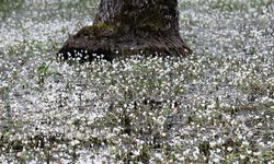 Kızılırmak Deltası'nda "su papatyaları" açtı
