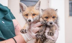 "Dicle" ve "Fırat" ismi verilen öksüz kızıl tilki yavrularına titiz bakım