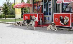 Eskişehir'in Odunpazarı ilçesinde sahipsiz köpekler mahalleliyi tedirgin ediyor