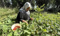 Asırlık İmoş nine bahçesinden kopamıyor