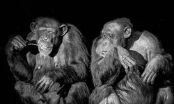 Bilim insanları, şempanzelerin insanlar gibi sohbet ettiğini belirledi