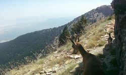 Denizli'de yaban hayvanları fotokapanla görüntülendi