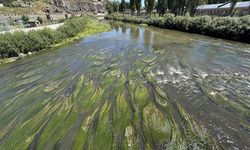 Sıcakların etkisiyle suyu azalan Ardahan'daki Kura Nehri'ni yosun kapladı