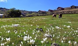 Tarihi kervan yolundaki "Ağaçbaşı Turbalığı"nda sonbahar