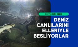 Denizsiz kentin dalgıçları köpekbalıklarını elleriyle besliyor