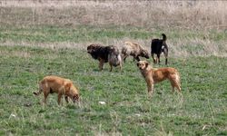 Bodrum'da sahipsiz köpeklerin saldırdığı yaklaşık 600 tavuk telef oldu