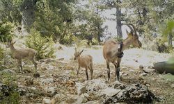 Burdur'da Karanlıkdere Kanyonu'na bırakılan yaban keçilerinin popülasyonu arttı