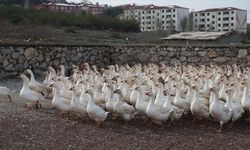 Marketini satarak başladığı yetiştiricilikte kazlarının sayısı 3 bini geçti