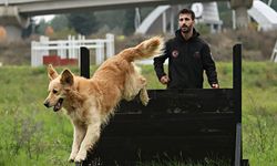 Ondokuz Mayıs Üniversitesinin köpekli arama kurtarma takımı olası afetlere eğitimlerle hazırlanıyor