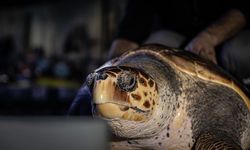 İstanbul'da 4 yıldır tedavi gören caretta caretta mavi sularla buluşacağı günü bekliyor