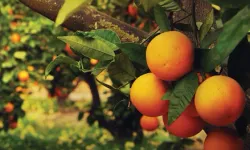 Turunçgiller tarım ürünlerinin gözdesi