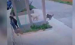 Mersin'de sahipsiz köpeklerin bir kadına saldırısı güvenlik kamerasında