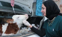 Yozgat'ta hastalanan buzağı otomobille veterinere taşındı