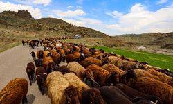 Havaların ısınmasıyla Iğdır'dan yaylalara, göçerlerin "kontrollü" çıkışı başladı