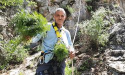 Sarp yamaçlarda kişniş toplayanların zorlu mesaisi