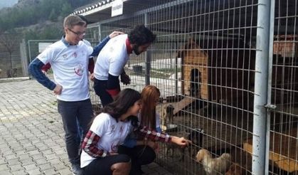 Gönüllü Elmalardan Barınaktaki Köpeklere Şefkat Eli