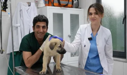 Bursa Gürsu ödüllü hayvan bakım merkezi can dostlara umut