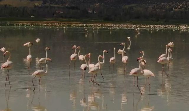 Burdur'daki Yarışlı Gölü'nü flamingolar hareketlendirdi