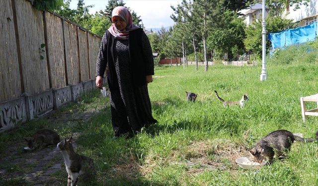 Amasyalı kadın, "Evlatlarım" dediği onlarca kediye bakıyor