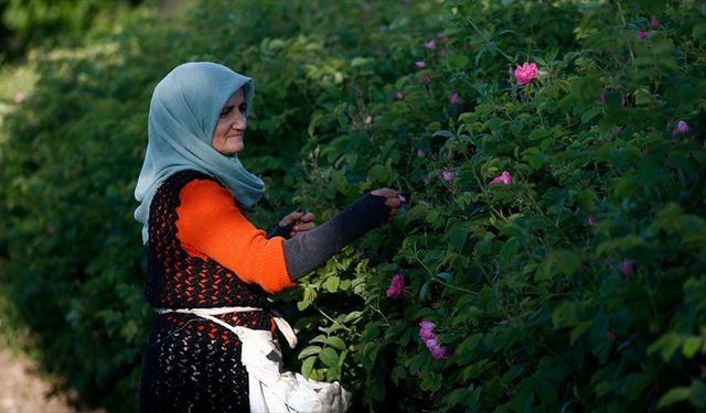 Gül bahçelerinin narin çiçekleri kadın eliyle ekonomiye kazandırılıyor