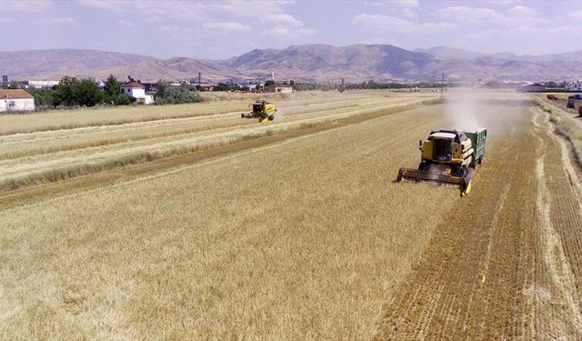 Elazığ'da son yılların en yüksek arpa ve buğday rekoltesi bekleniyor