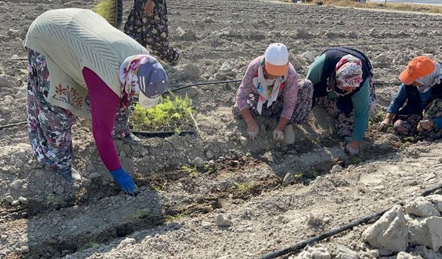 Isparta'da kuşkonmaz üretimi artıyor