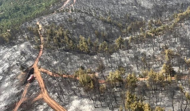 Kütahya'daki orman yangınında 180 hektar alan zarar gördü