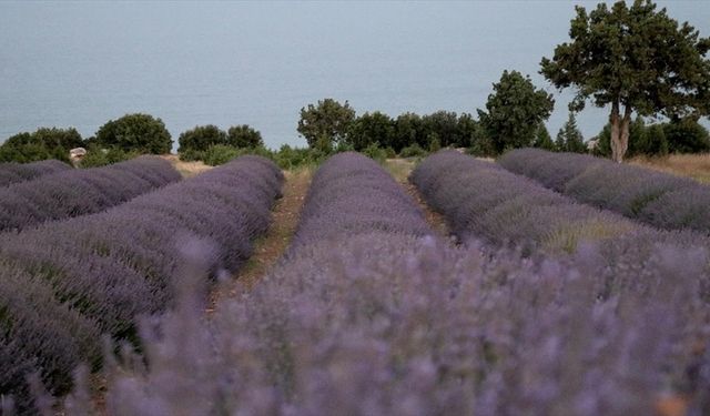 Burdur'dan gönderilen lavanta fideleri Türkiye'nin bahçelerini mora boyuyor