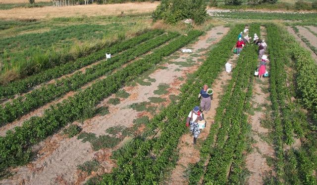 Manisa Gördes'te suyla buluşan topraklarda çeşit arttı, hasat bereketlendi