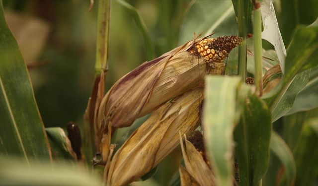 Sakarya'da geliştirilen yerli mısır tohumları ıslah süresinde sağladığı tasarrufla dikkati çekiyor