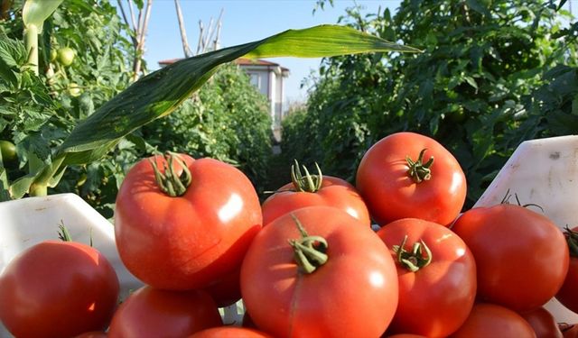 Bilecik'te 800 metre rakımda yetiştirilen domatesin hasadına başlandı