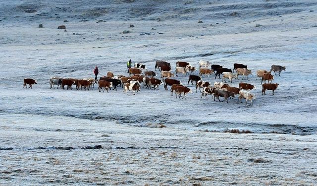 Ardahan, Erzurum ve Kars'ta soğuk hava etkili oldu