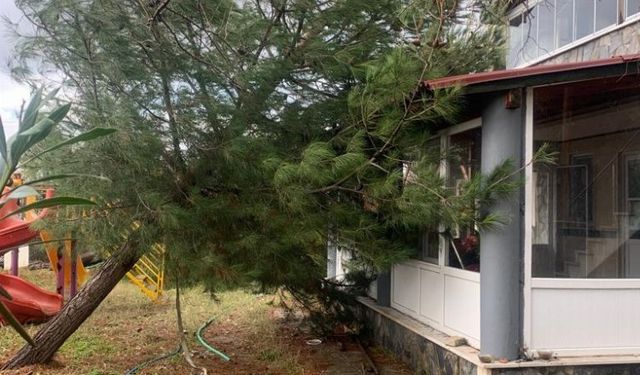 Edirne Keşan'da fırtına hasarı! Ağaç evin üzerine devrildi!