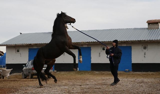 Gazi Koşusu'nu kazanan yarış atı Divine Heart, damızlık olarak kullanılıyor
