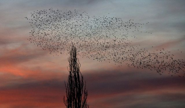 Kars'ta gün batımında "kuşların dansı" görüntülendi