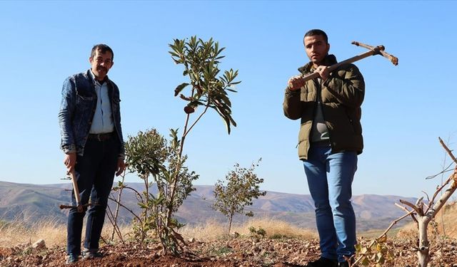 Siirt'te atıl arazi özel bireyler için hobi bahçesine dönüştürüldü