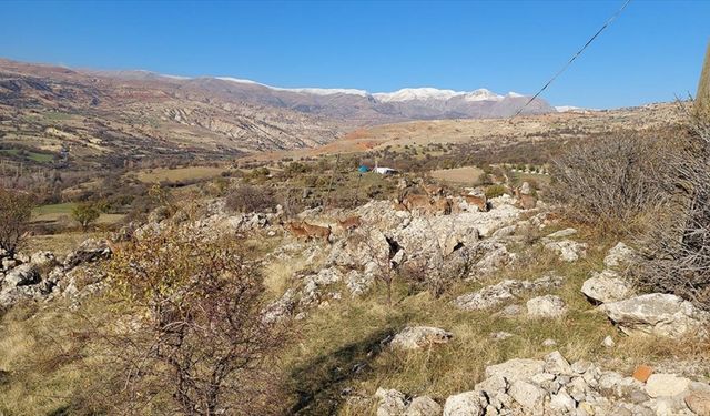 Tunceli'de koruma altındaki yaban keçileri yerleşim yerine indi