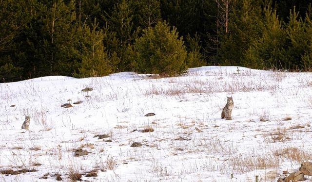 Ardahan'da karlı arazide yiyecek arayan vaşak ile iki yavrusu görüntülendi