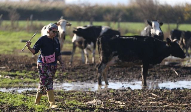 İstanbul'daki işini bırakan psikolog Balıkesir'de süt çiftliği kurdu