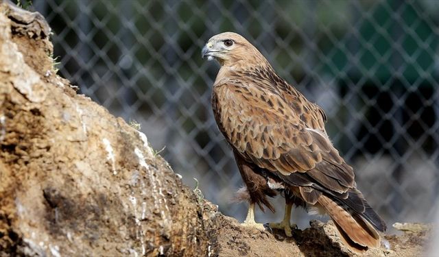 Konya'daki merkez doğaya salınamayan yırtıcı kuşların yuvası oldu
