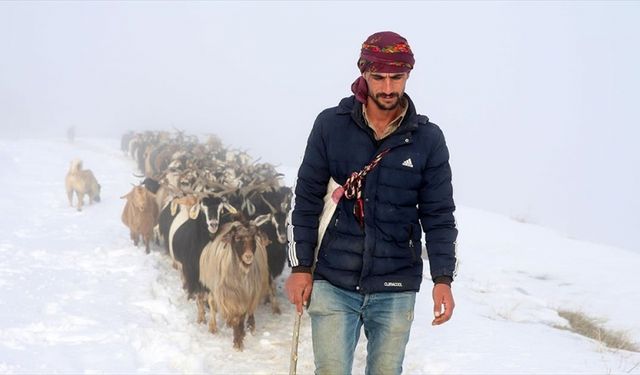 Muş'ta besiciler karlı yolları aşarak küçükbaş hayvan sürülerini köye ulaştırdı