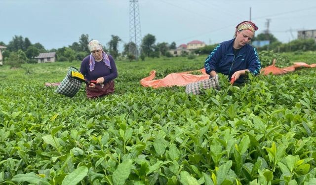 Rize çay ihracatından 2023'te 10,2 milyon dolar kazandı